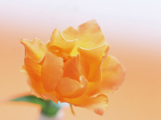 image24