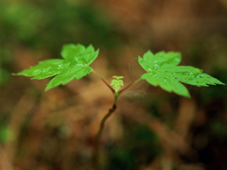 image26